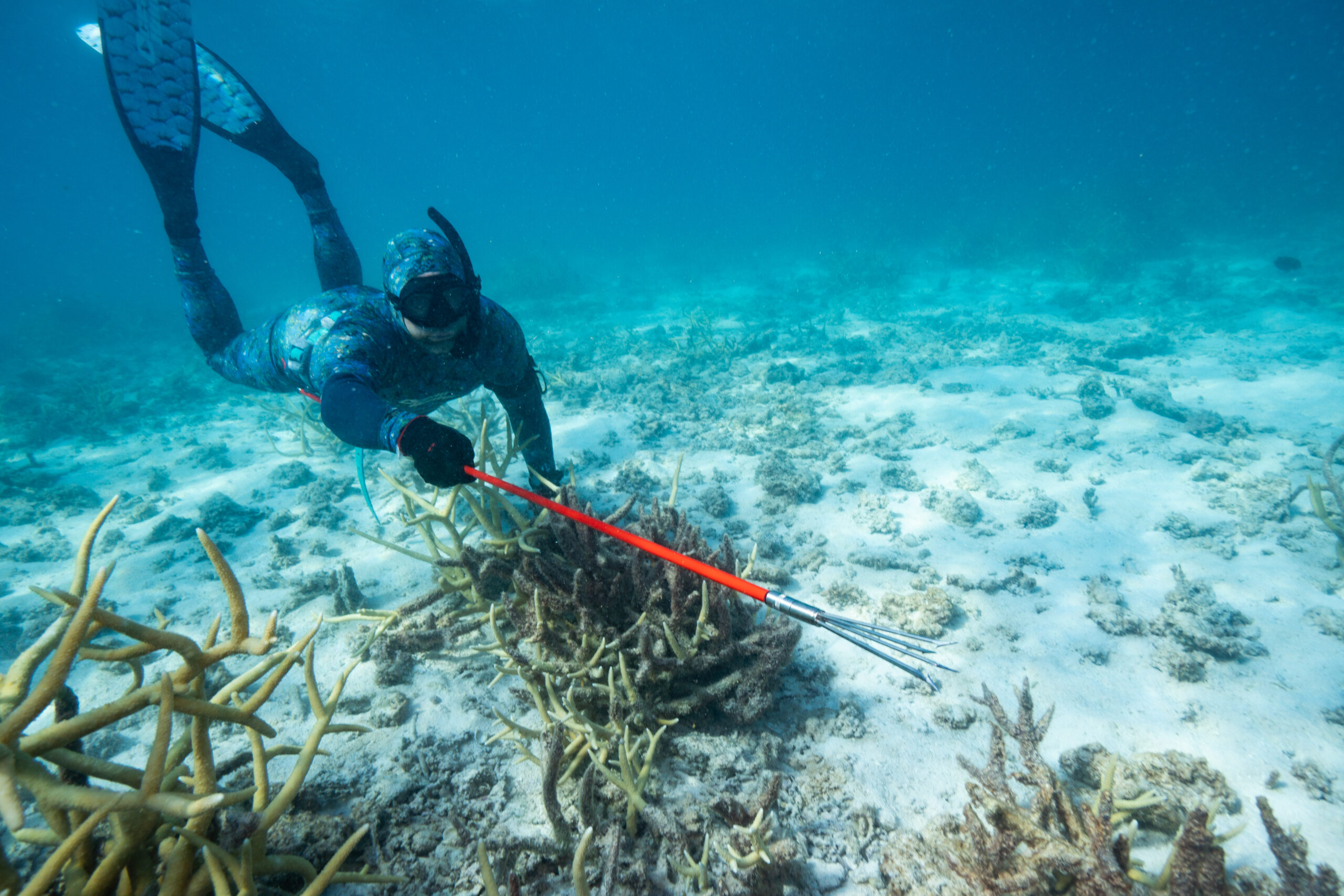 Back To Basics: A Comprehensive Guide To Hand Spearing - Spearfishing  Australia
